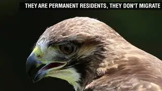 Harris Hawk Fun Facts for Kids