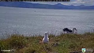 Viral Video Catches Albatross In Awkward Landing 2021|#shorts