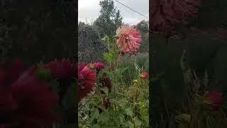Только посмотрите на эту красоту...#подпишись #дача #образование #flowers