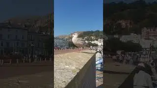 Gull in the Sun