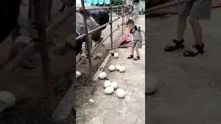Panen telur burung onta👍 #fyp #viral #shorts #ostrich #statusvideo