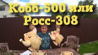 Каких бройлеров выбрать Кобб-500 или Росс-308