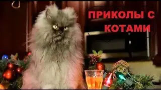 Приколы С Котами Новое 