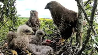Formidable Buzzards Care For Tiny Chicks | Discover Wildlife | Robert E Fuller
