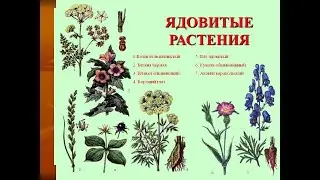 Ядовитые дикорастущие растения Псковской области