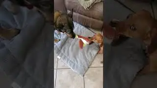 Dink and Ash playing tug of war