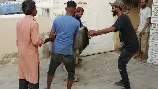 Bakra Eid #Sacrificing for the Greater Good Cow Qurbani #Anari Qasai #Cow qurbani