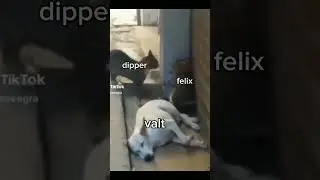 asustaron a tilín 😔