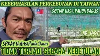 PEMBERIAN NUTRISI PADA DAUN TOMAT HIDROPONIK RUMAH KACA|| Usia 2 Minggu Setelah Tanam 🇹🇼