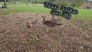 Did The Peahen Ever Have Babies?