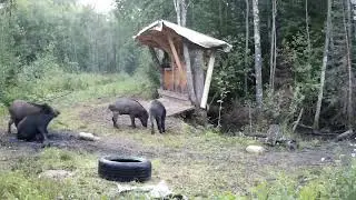 Boars on the trough, imprinted photo trap. Part number
