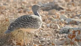 Houbara Bustard (Llanos de Tindaya 6th February 2024)
