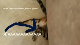 Моя подготовка к ДЗ