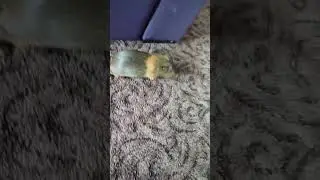 reactive #guineapig 😅#cavia #морськасвинка #мурчак