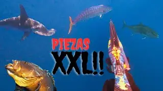 💥PESCA SUB | PIEZAS XXL en las Islas Canarias