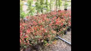 ФОТИНИЯ  (PHOTINIA)  Сем. Розоцветные