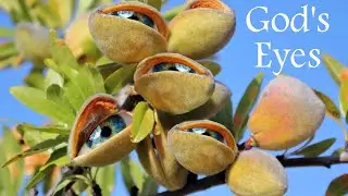 God's Eyes