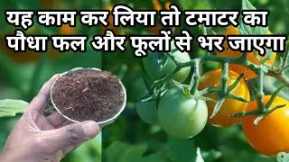 यह काम कर लिया तो टमाटर का पौधा फल और फूलों से भर जाएगा How to get more fruit on tomato plant