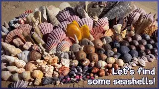 Finding Seashells in the Fog | Low Tide in the Mangroves 