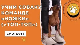 Как научить собаку команде 