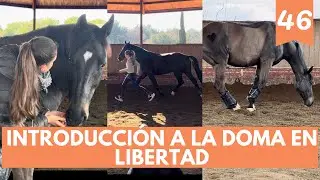 🌿 Introducción a la Doma en Libertad 🆓 | Ejercicios Básicos con Laura Batlle y Liberty 🐴✨🥳