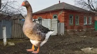 Как я дом с гусем покупал!