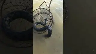 КАРАУЛ. Змеи пожрали рыбу! Ейск