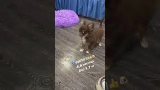 Шоколадный щенок чихуахуа 
