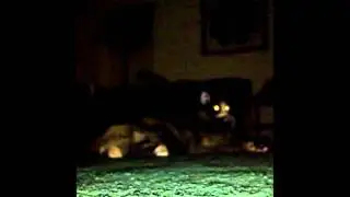 My Creepy Cat Taz