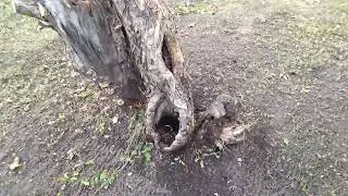 Завершаем сезон на даче