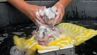 Baby Monkeys Shampoo Routine 💛 | Sweet Bath and Cleaning Time
