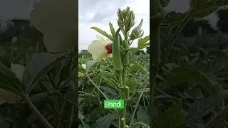 Bhindi 🫒#trending #viral #shortsvideo #shortvideo #viralvideo #reels #trend