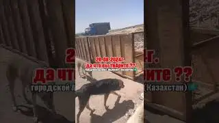 Бедные животные!!! Друзья, сделайте РЕПОСТ!!! Horror in catching!!! RePOST!!!
