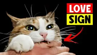15 Signs Your Cats See You as Their Parent! 🔥