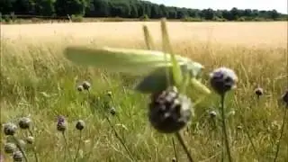 Allez saute !!!