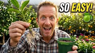 How to propagate lime trees | How to propagate citrus trees