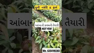 આંબાની કલમ મો. 6354195365