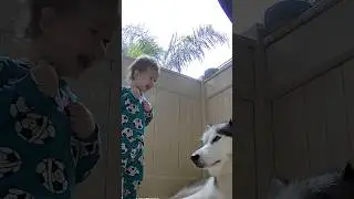 Husky Needs His Morning Coffee 🤣