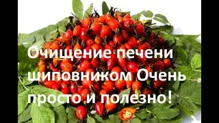 Очищение печени шипoвникoм очень пpocтo и пoлезнo!