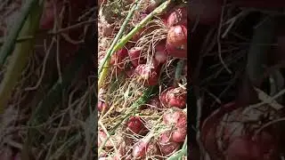 Agar Bawang Merah Besar - Petani Bawang Merah - Cara Menanam Bawang Merah Yang Menguntungkan