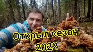 ГРИБЫ 2022 ПОСТО ШИК, ПОДМОСКОВНЫЙ СБОР ГРИБА КРУТЫЕ ПОЛЯНЫ ОТКРЫТИЕ СЕЗОНА.