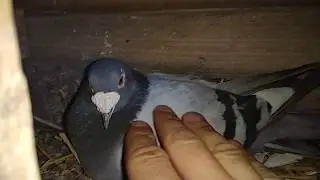 Мої голуби. My pigeon