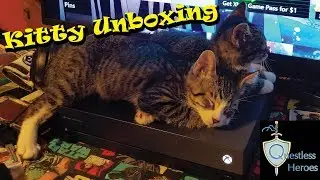 Kitty Unboxing! | 10 week old American Shorthair kittens