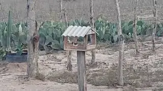 Galo de campina...