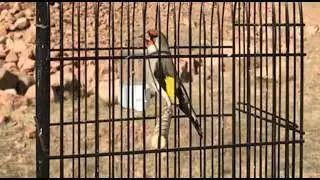 Седоголовый щегол Узбекистана 🔥🔥 singing goldfinch
