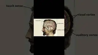 Severed Heads Can't Talk
