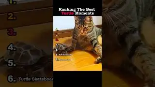 Ranking The Best Turtle Moments