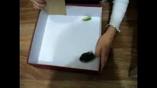 Хомяк и жук. 1часть (Hamster and bug)