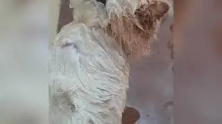 banho da chow chow #calor🛀🐶