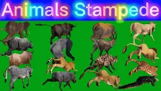 Animals Back Line Running Green Screen Blue Screen Black Screen HD Animals Video